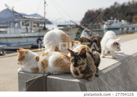 Masukijima上的貓 Masukijima上的貓 27704128