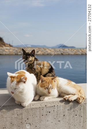 Masukijima上的貓 27704132