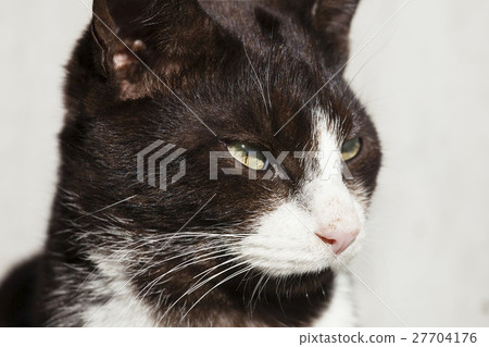 Cat on Masukijima 27704176