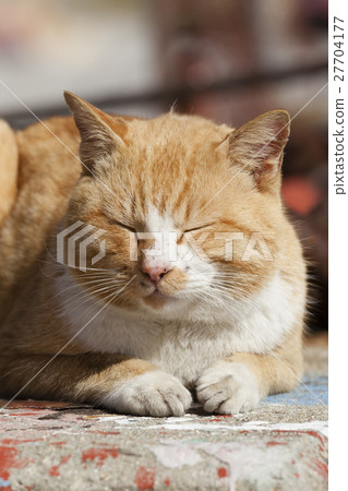 Masukijima上的貓 27704177