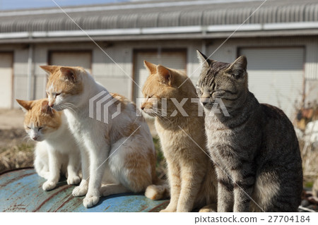 Masukijima上的貓 27704184