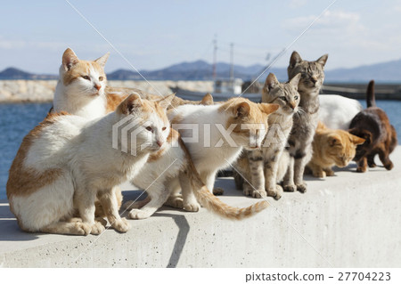 Masukijima上的貓 Masukijima上的貓 27704223