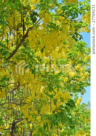 Golden Shower Tree Golden Shower Tree 27704231