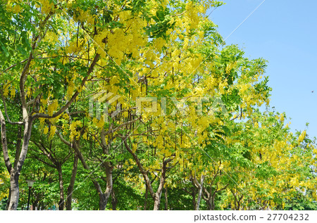 Golden Shower Tree 27704232