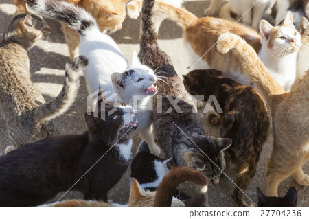 Masukijima上的貓 Masukijima上的貓 27704236