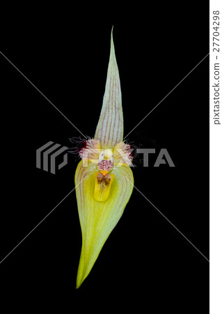 Bulbophyllum blepharistes Rchb. f. 27704298