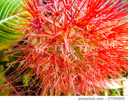 blood flower, powder puff lilly blood flower, powder puff lilly 27704945