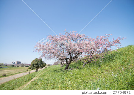 Sakura blooming clear weather pink blue green Sakura blooming clear weather pink blue green 27704971