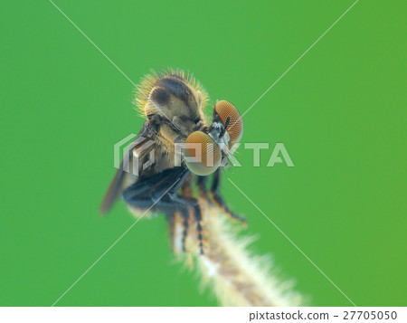 Living organisms, insects, insects, eating habits Living organisms, insects, insects, eating habits 27705050
