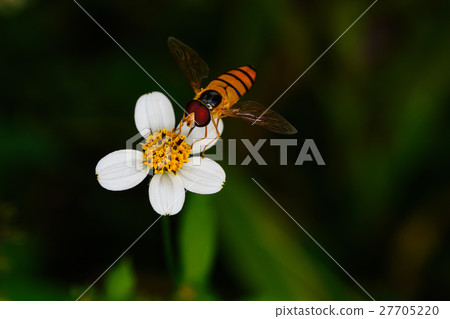 White flower with bees island. 27705220
