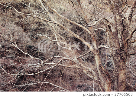 冬天的樹木，梨樹 27705503