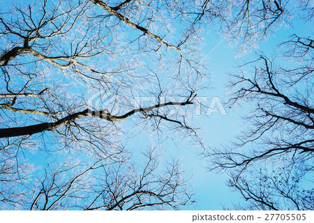 冬天的樹木 冬天的樹木 27705505