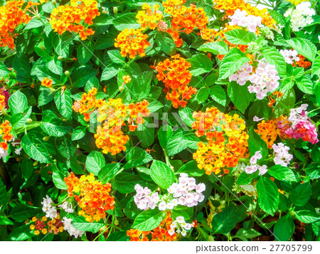 Lantana camara mix light pink orange in garden Lantana camara mix light pink orange in garden 27705799