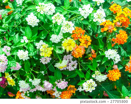 Lantana camara mix light pink orange in garden Lantana camara mix light pink orange in garden 27705800