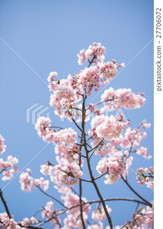 Cherry blossom blooming pink clear sky blue sky branch Cherry blossom blooming pink clear sky blue sky branch 27706072