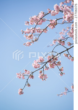 Cherry blossom blooming pink clear sky blue sky branch Cherry blossom blooming pink clear sky blue sky branch 27706076
