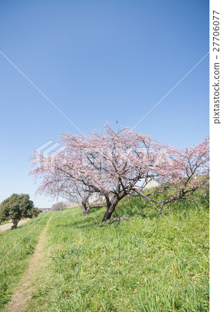 Cherry blossom blooming pink clear sky blue sky branch Cherry blossom blooming pink clear sky blue sky branch 27706077