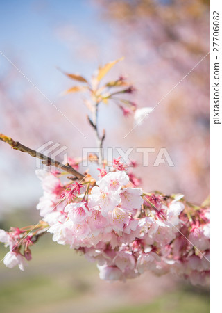 Cherry blossom blooming pink clear sky blue sky branch peach color spring spring Cherry blossom blooming pink clear sky blue sky branch peach color spring spring 27706082