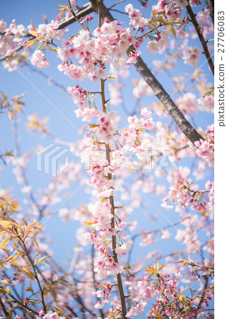 Cherry blossom blooming pink clear sky blue sky branch Cherry blossom blooming pink clear sky blue sky branch 27706083