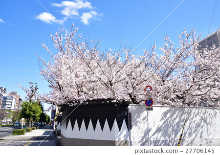 47吉木寺的櫻花在吉祥寺櫻花 27706145
