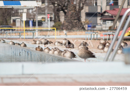 Duck 27706459