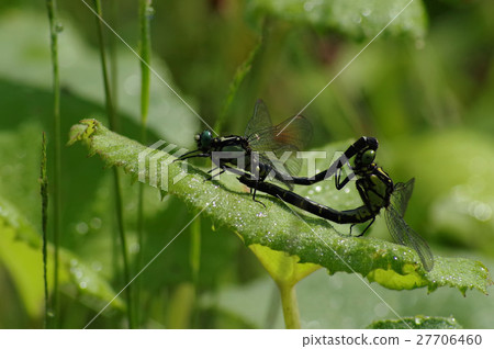 Dragonfly  27706460