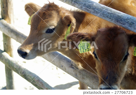 calf calf 27706723