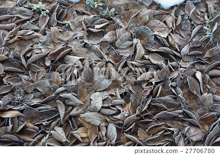 Frost fallen leaves Frost fallen leaves 27706780