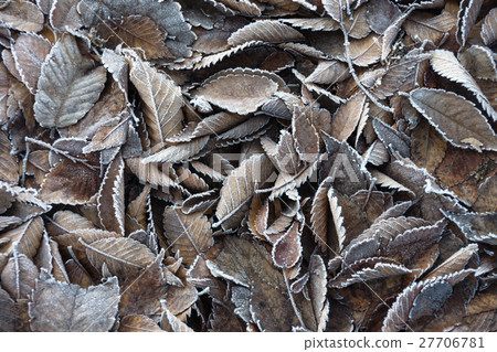 Frost fallen leaves Frost fallen leaves 27706781
