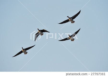 Flight of Magan flock 27707381