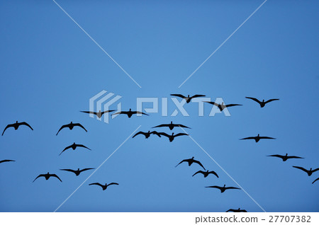 Flight of Magan flock 27707382