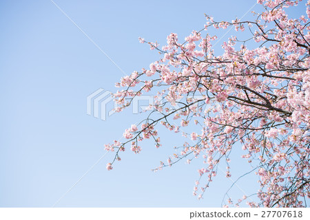Sakura blooming clear weather pink blue green Sakura blooming clear weather pink blue green 27707618