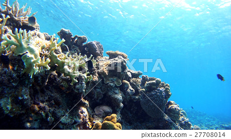 沖繩Akajima的Nishihama海灘水下攝影 沖繩Akajima的Nishihama海灘水下攝影 27708014