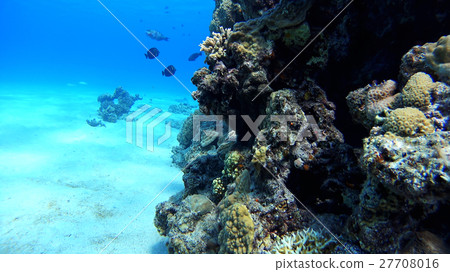 沖繩Akajima的Nishihama海灘水下攝影 27708016
