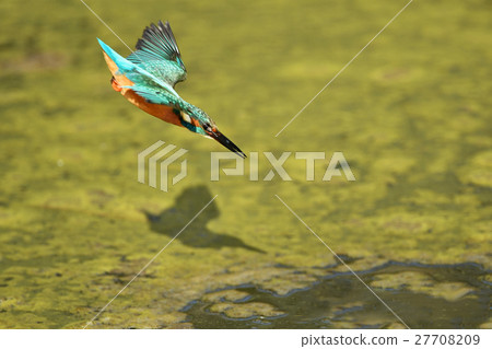 A kingfisher while stepping down A kingfisher while stepping down 27708209
