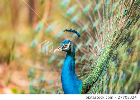 Portrait of beautiful peacock with feathers 27708324