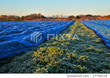 Meanuma rice field: early morning at Saitama Shintoshinoshita Katayanagi 27708556