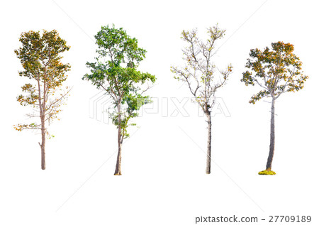Isolated trees on white background. Isolated trees on white background. 27709189