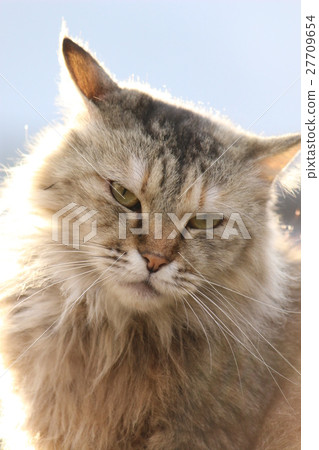 Cat on Onomichi who faces the sun Cat on Onomichi who faces the sun 27709654