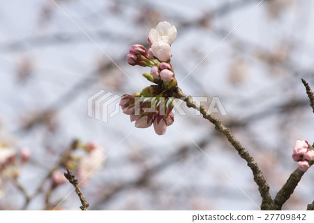櫻花 27709842