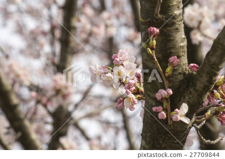 Cherry Blossoms   27709844