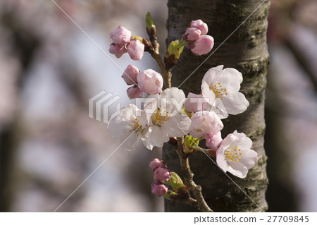 Cherry Blossoms   27709845