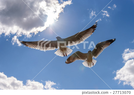 Seagull fly in beautiful sky Seagull fly in beautiful sky 27713070