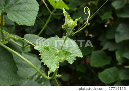cucumber top tree cucumber top tree 27714133