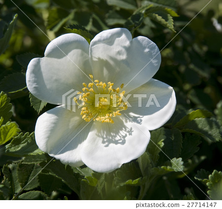 White wild rose White wild rose 27714147