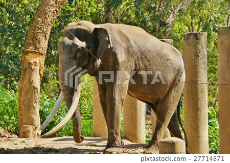 大象,動物園,野生動物園 大象,動物園,野生動物園 27714871