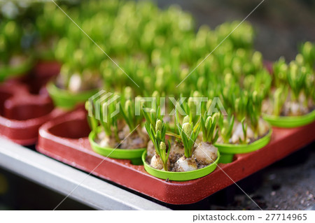 Flowers in outdoor flower shop in Germany Flowers in outdoor flower shop in Germany 27714965