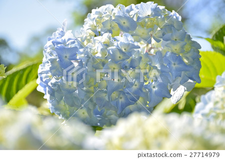 Nakajima公園的繡球花 27714979
