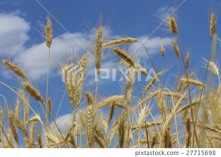 Ears of wheat 27715698