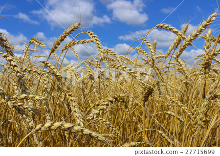 Wheat field 27715699